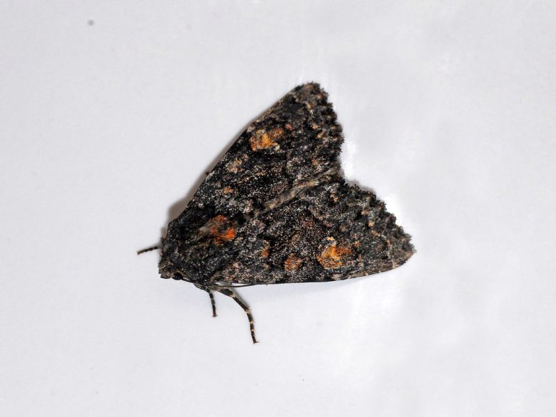 Noctuidae ID: Apamea rubrirena